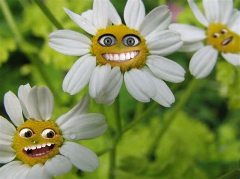 Funny Flowers That Make You Lol