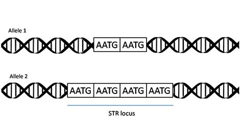 Pathology Outlines - Short tandem repeat genotyping