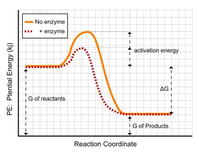 Catalyst | Definition, Types & Function - Lesson | Study.com