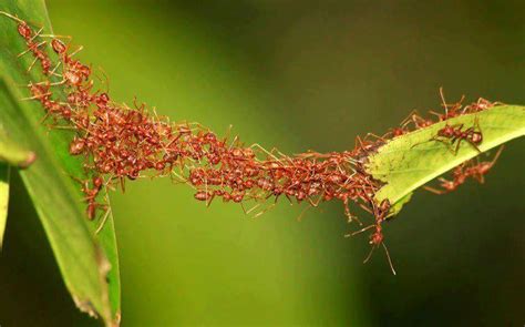 cooperation | Natura, Formiche, Lavoro di squadra