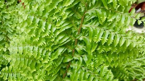 Nephrolepis exaltata 'Whitmanii' Ferns, House Plants, Indoor House ...