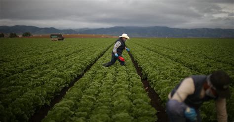 Deadly E. Coli Outbreak Tied to Leafy Greens Likely Over, C.D.C. Says - The New York Times