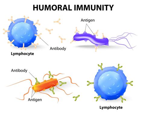 Humoral vs Cell-mediated Immunity