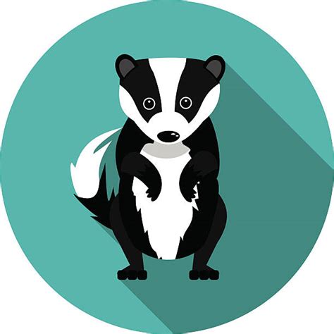 Badger Clip Art, Vector Images & Illustrations - iStock