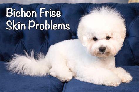 Bichon Frise Skin Problems: All You Need to Know - Bichon World