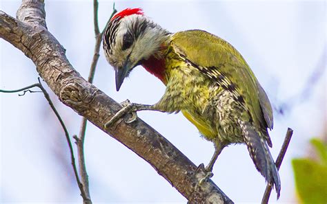 Birds of Cuba – An Internet Field Guide to Rare Cuban Birds