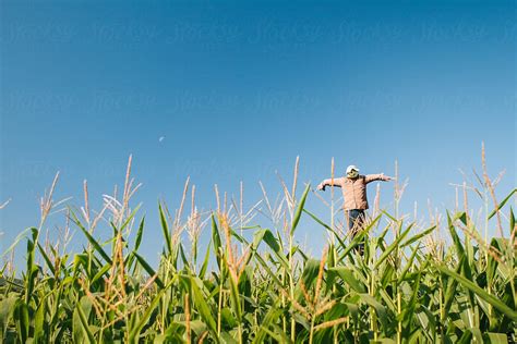 "Scarecrow In A Winter Jacket In A Corn Field" by Stocksy Contributor "Misha Dumov" - Stocksy