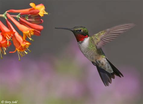 Ruby-throated Hummingbird - Archilochus colubris