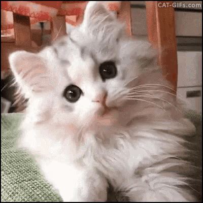 Cat Cute GIF - Cat Cute Animals - Discover & Share GIFs