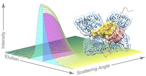 Scientists capture the elusive structure of essential digestive enzyme ...