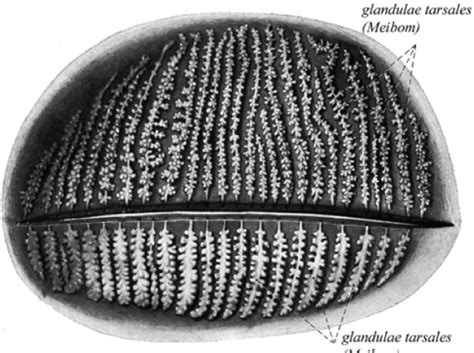 Improve Your Understanding of Meibomian Gland Function ­—and Dysfunction