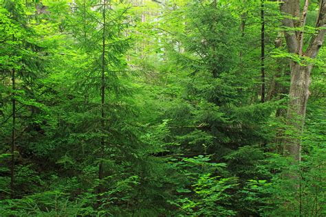 Free picture: wood, leaf, nature, landscape, tree, fern, moss, green ...