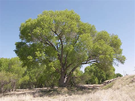 Backyard Gardener: Cottonwoods require independent water source | The Daily Courier | Prescott, AZ