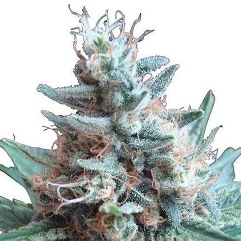 Sweet Candy - Strain Information - CannaConnection