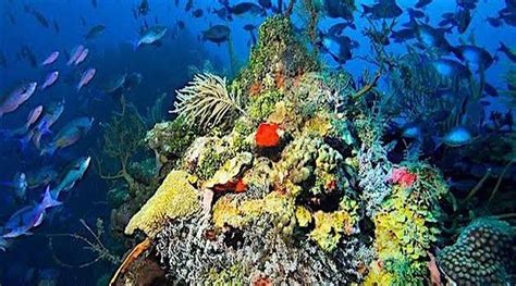 Island Ecosystems Need Help From Humankind | ERA Cayman Islands Real Estate