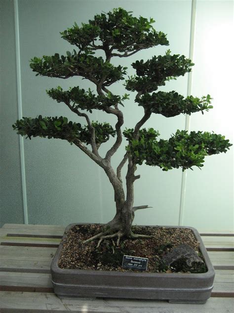 My Simple Little Pleasures: Como Bonsai Trees