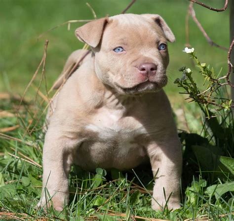 Famous Blue Nose And Red Nose Pitbull Puppies 2022 - Kinds of puppies