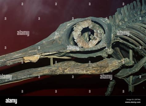 Ophthalmosaurus Wiki