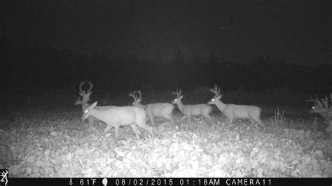 More Big Trail-Camera Bucks 2015 - Big Deer