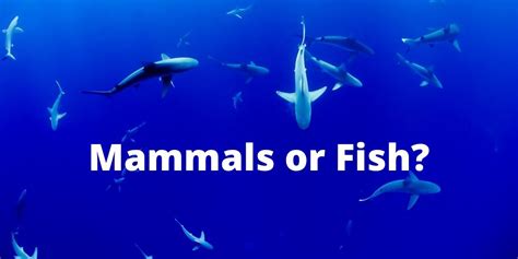 Are Sharks Mammals?