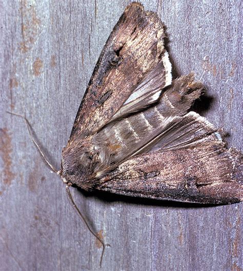 Bogong moth - What has nature ever done for me?