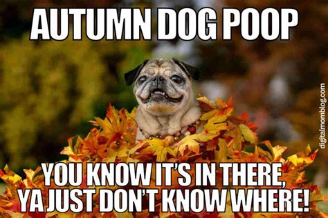 Best Autumn Memes 2024: Fall Into LOLs For The New Season