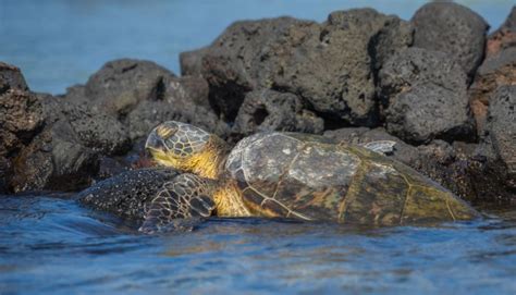 Do Turtles Sleep Underwater? - All Turtles