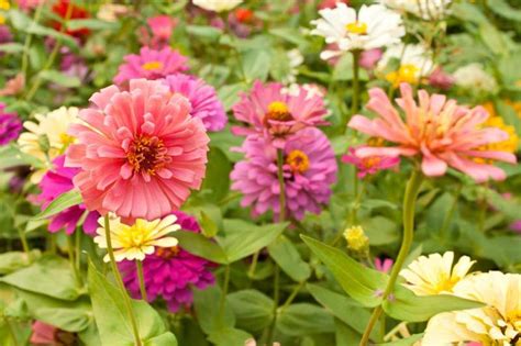 Zinnia (Zinnia elegans) - A colorful addition to your garden