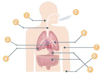 Asbestosis Symptoms - Warning Signs of Asbestosis