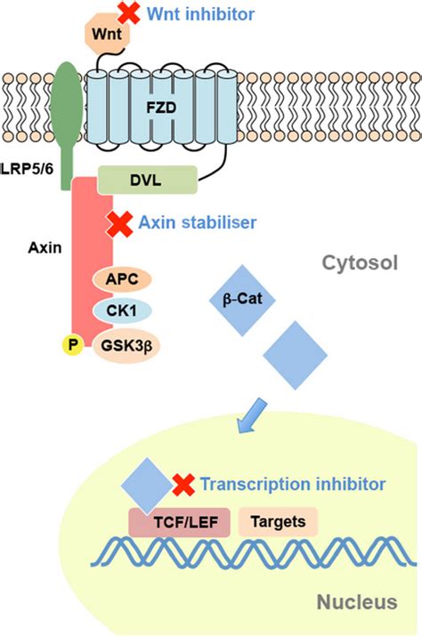 Wnt is here! Could Wnt signalling be promoted to protect against Alzheimer disease? - Garner ...