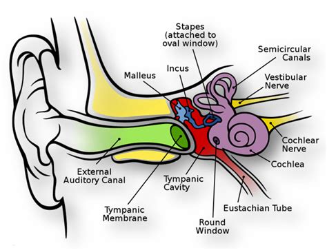 Special Senses - Hearing - VetSci