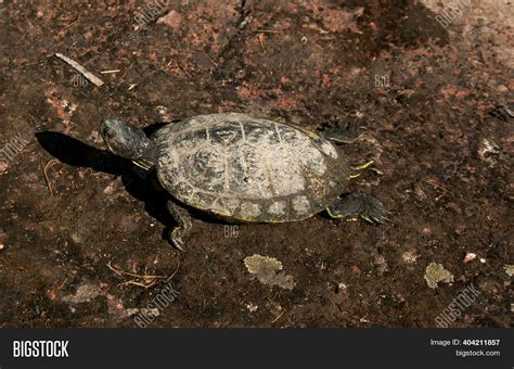 Small Snapping Turtle Image & Photo (Free Trial) | Bigstock