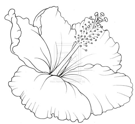 Hibiscus Flower Drawing Step By Step at PaintingValley.com | Explore collection of Hibiscus ...