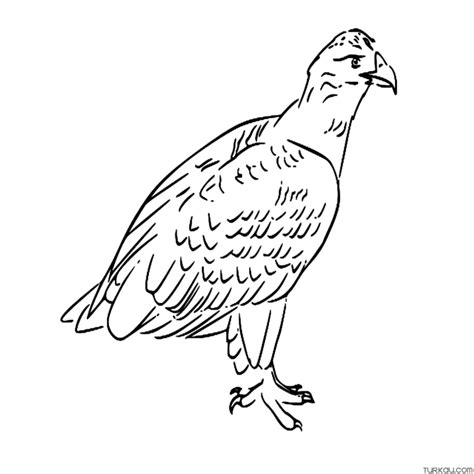 Animal White Tailed Eagle Bird Coloring Page » Turkau