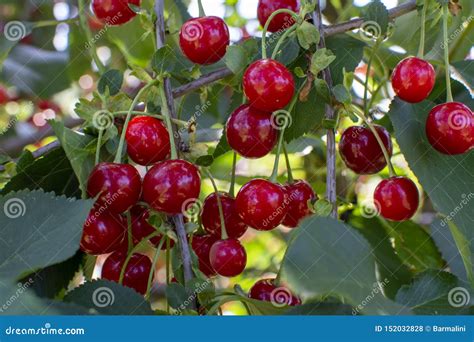 New Harvest of Prunus Cerasus Sour Cherry, Tart Cherry, or Dwarf Cherry ...