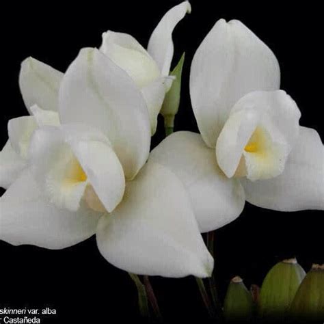 three white flowers with yellow centers on a black background