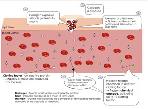 Thrombosis - Physiopedia