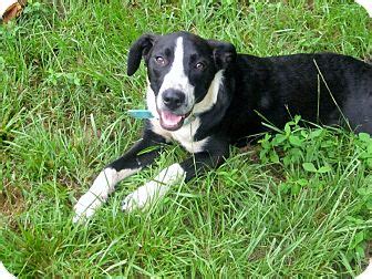 Biddeford, ME - Border Collie/American Bulldog Mix. Meet Andy a Dog for ...