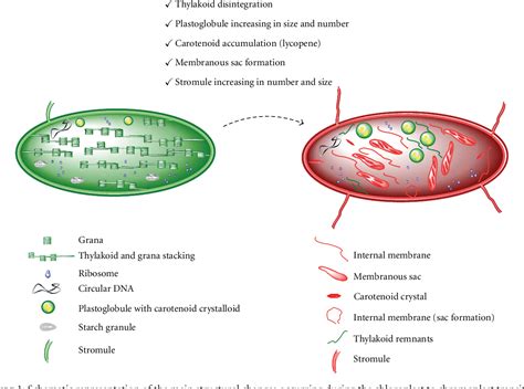 Chromoplast Diagram