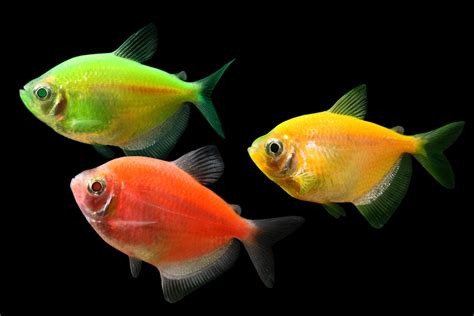 green tetra - Google Search | Glofish, Tetra fish, Fish