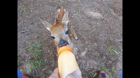 Rescued Little BABY Deer on our property - YouTube