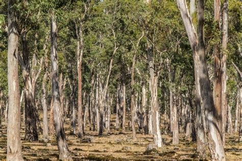 Image of Australian native trees - Austockphoto