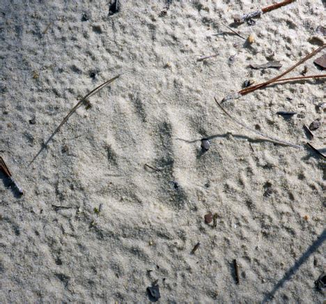 Wildlife track identification hike at Topsail Hill Preserve State Park Aug. 25 - Walton Outdoors