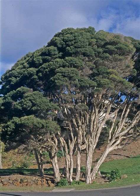 Melaleuca ericifolia - Swamp Paperbark - Local Seeds