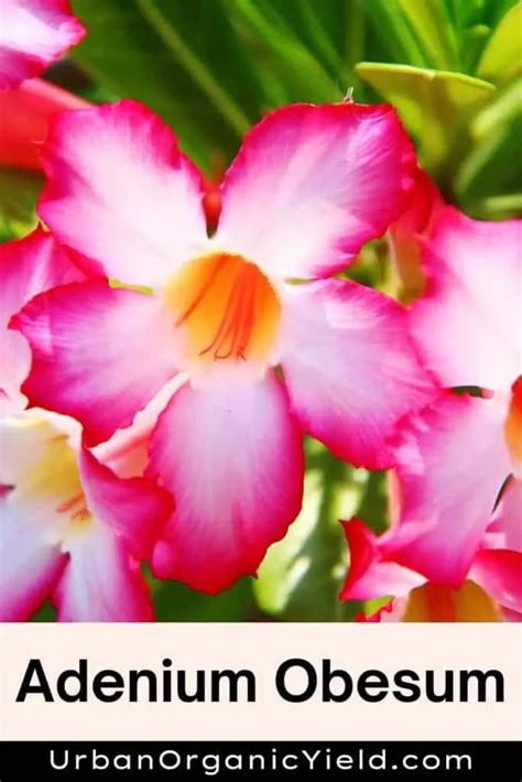 Adenium Varieties (Desert Roses) | UrbanOrganicYield.com