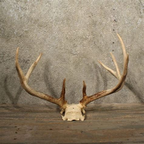 White tailed deer antlers. | White tail deer antler, Whitetail deer ...