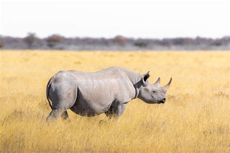 Rhino conservation in a time of crisis - Scienceline