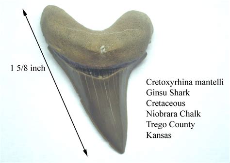 Cretoxyrhina - Fossil Wiki, the paleontology wiki