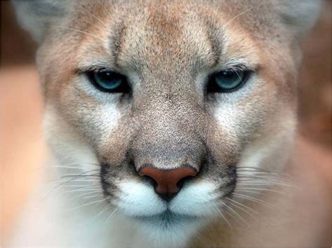 Attend mountain lion workshop at Powder Valley Nature Center | Missouri Department of Conservation