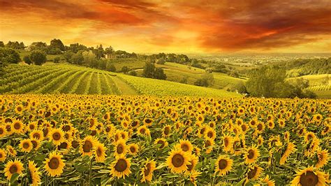 Black Yellow Clouds Sky Above Sunflowers Field HD Sunflower Wallpapers | HD Wallpapers | ID #80739